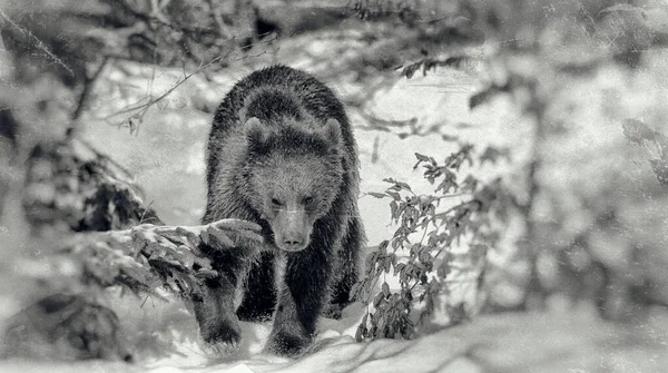 Ursos Castanhos Ursus Arctos Parque Nacional Bayerischer Wald Bayern Alemanha — Fotografia de Stock