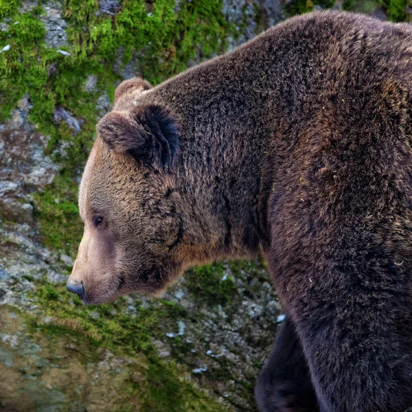 Kahverengi Ayılar Ursus Arctos Bayerischer Wald Ulusal Parkı Bayern Almanya — Stok fotoğraf