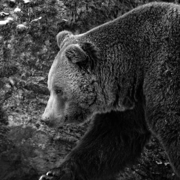 Brown Bears Ursus Arctos Het Bayerischer Wald National Park Bayern — Stockfoto