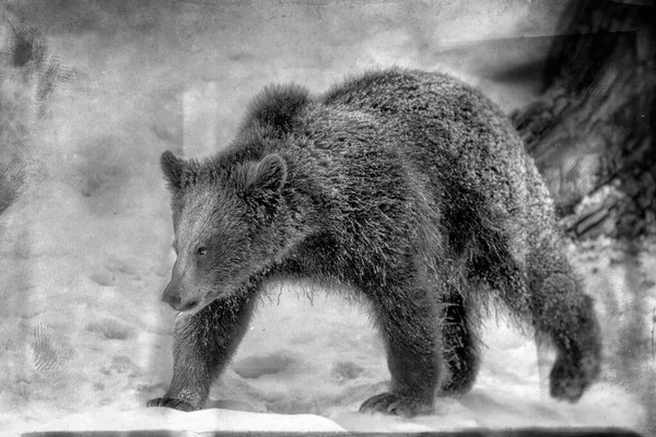 Бурая Фасоль Ursus Arctos Национальном Парке Байенфелд Бавария Германия — стоковое фото