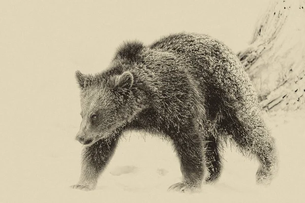 Medvědi Hnědí Ursus Arctos Národním Parku Bayerischer Wald Bayern Německo — Stock fotografie