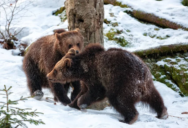 Orsi Bruni Ursus Arctos Nel Parco Nazionale Bayerischer Wald Bayern — Foto Stock