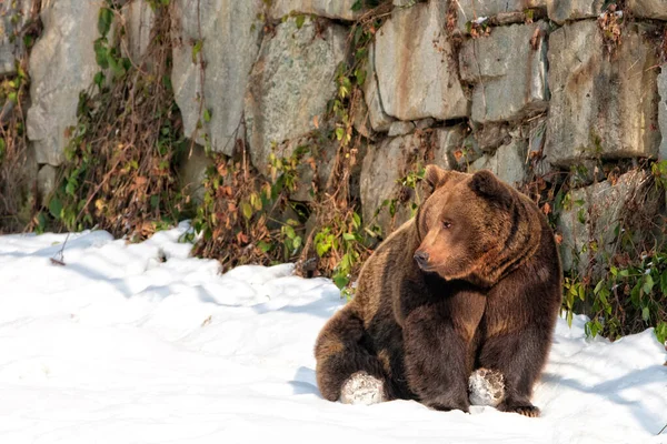 Brown Bears Ursus Arctos Bayerischer Wald National Park Bayern Germany — Stock Photo, Image