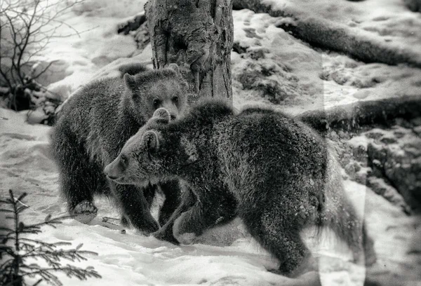 Ursos Castanhos Ursus Arctos Parque Nacional Bayerischer Wald Bayern Alemanha — Fotografia de Stock