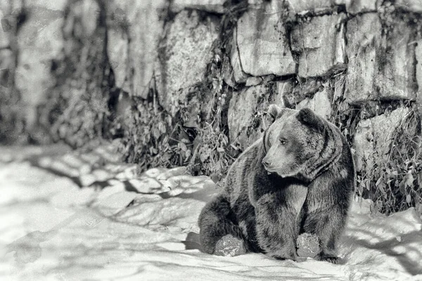 Vintage Style Image Brown Bear Ursus Arctos Bayerischer Wald National — Stock Photo, Image