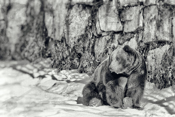 Vintage style image of a Brown Bear (Ursus arctos) in the Bayerischer Wald National Park, Bayern, Germany