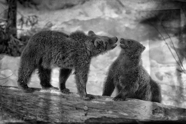 Brown Bears Ursus Arctos Bayerischer Wald National Park Bayern Germany — Stock Photo, Image