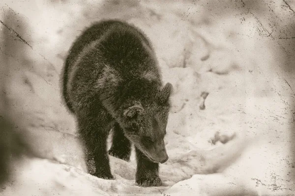Brown Bears Ursus Arctos Het Bayerischer Wald National Park Bayern — Stockfoto