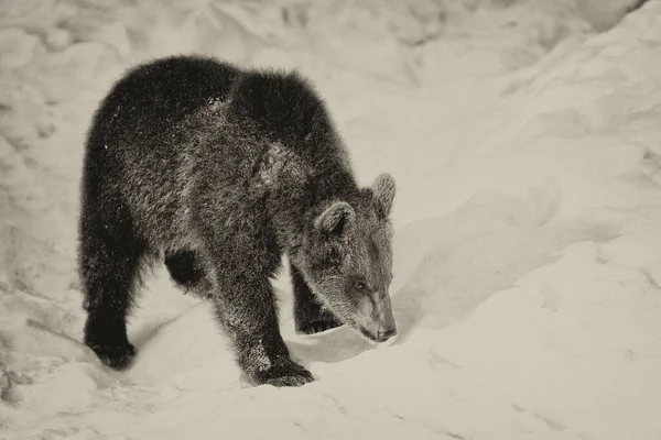 Brunbjörnar Ursus Arctos Bayerischer Wald National Park Bayern Tyskland — Stockfoto