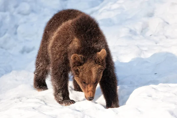 Ursos Castanhos Ursus Arctos Parque Nacional Bayerischer Wald Bayern Alemanha — Fotografia de Stock