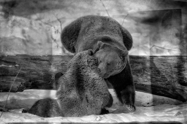 Osos Marrones Ursus Arctos Parque Nacional Bayerischer Wald Bayern Alemania — Foto de Stock