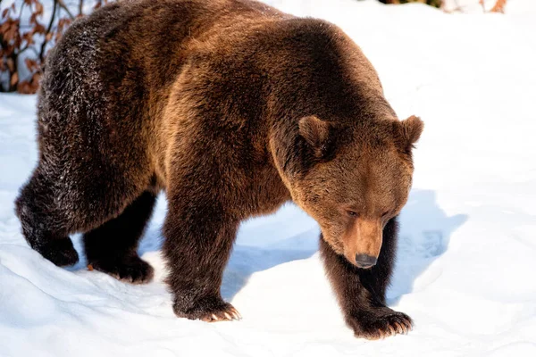 Brown Bears Ursus Arctos Bayerischer Wald National Park Bayern Germany — Stock Photo, Image