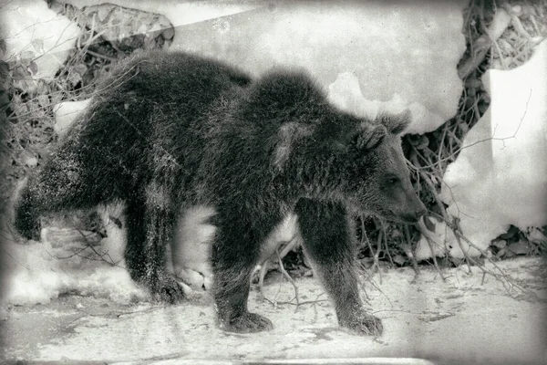 Osos Marrones Ursus Arctos Parque Nacional Bayerischer Wald Bayern Alemania — Foto de Stock