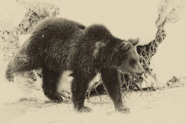 Ursos Castanhos Ursus Arctos Parque Nacional Bayerischer Wald Bayern Alemanha — Fotografia de Stock