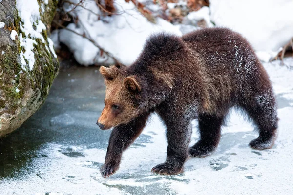 Osos Marrones Ursus Arctos Parque Nacional Bayerischer Wald Bayern Alemania —  Fotos de Stock