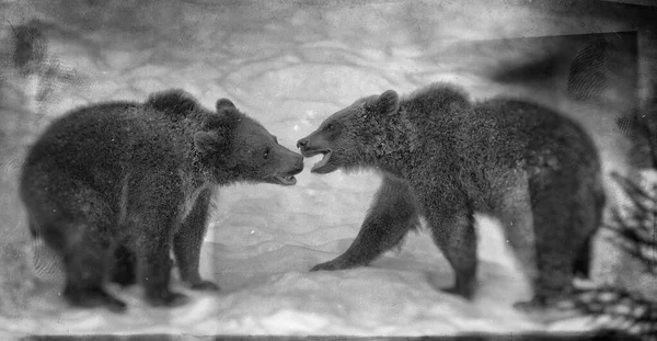 Brown Bears Ursus Arctos Het Bayerischer Wald National Park Bayern — Stockfoto