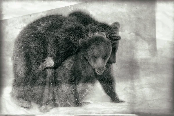 Καφέ Αρκούδες Ursus Arctos Στο Εθνικό Πάρκο Bayerischer Wald Bayern — Φωτογραφία Αρχείου