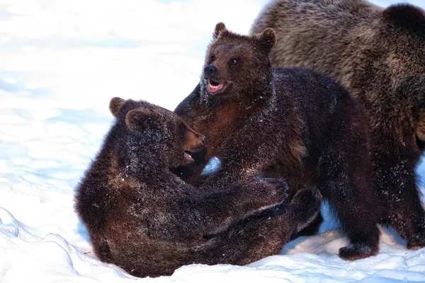 Medvědi Hnědí Ursus Arctos Národním Parku Bayerischer Wald Bayern Německo — Stock fotografie