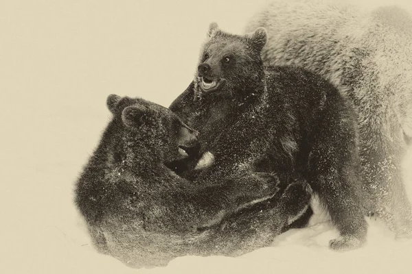 Ursos Castanhos Ursus Arctos Parque Nacional Bayerischer Wald Bayern Alemanha — Fotografia de Stock