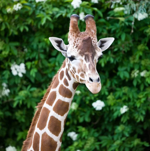 Giraffes (Giraffa camelopardalis) in the Okavango Delta in Botswana, Africa