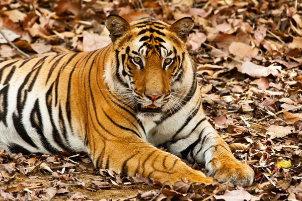 Gran Tigre Bengala Macho Parque Nacional Bandhavgarh India —  Fotos de Stock