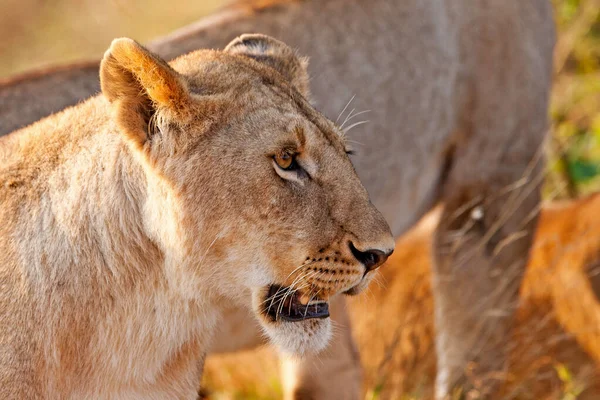 Hlane Ulusal Parkı Svaziland Afrika Dişi Aslanı — Stok fotoğraf