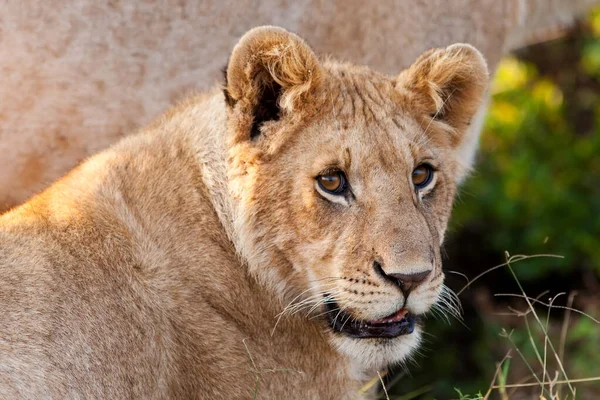 Afrikaanse Vrouwelijke Leeuw Hlane National Park Swaziland — Stockfoto