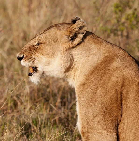 Africká Lvice Národním Parku Hlane Svazijsko — Stock fotografie