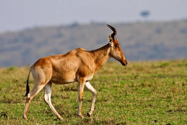 Antelope Národním Parku Maasai Mara Keňa — Stock fotografie