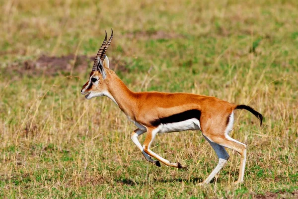 Impala Dans Savane Kenya — Photo