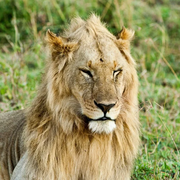 León Africano Parque Nacional Hlane Swazilandia — Foto de Stock