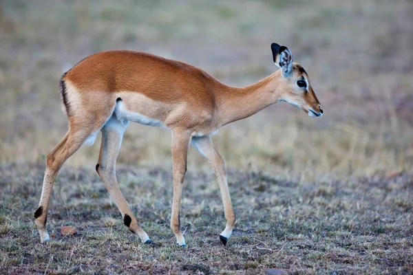 Impala Nella Savana Kenya — Foto Stock