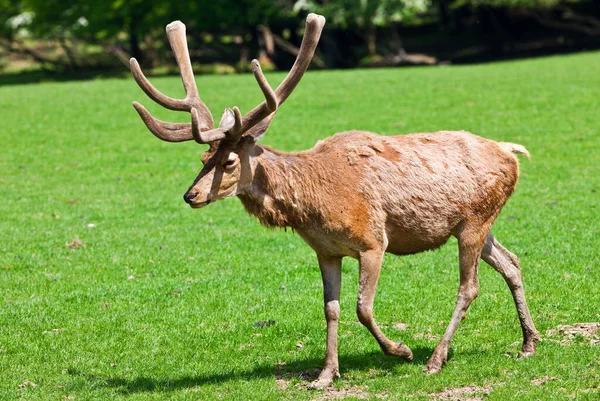 Deer Meadow — Stock Photo, Image