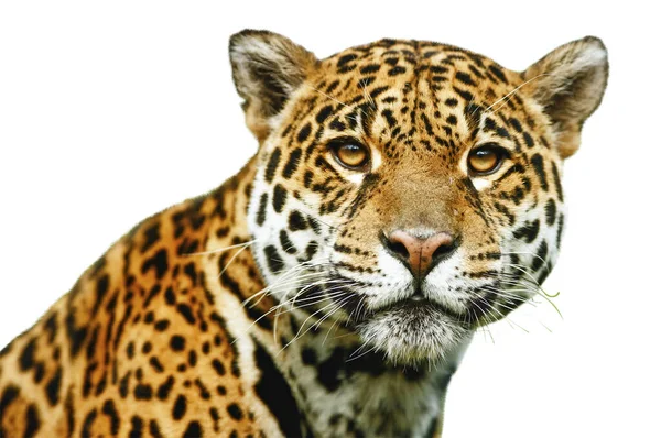 Hermoso Leopardo Con Ojos Verdes Aislado Fondo — Foto de Stock