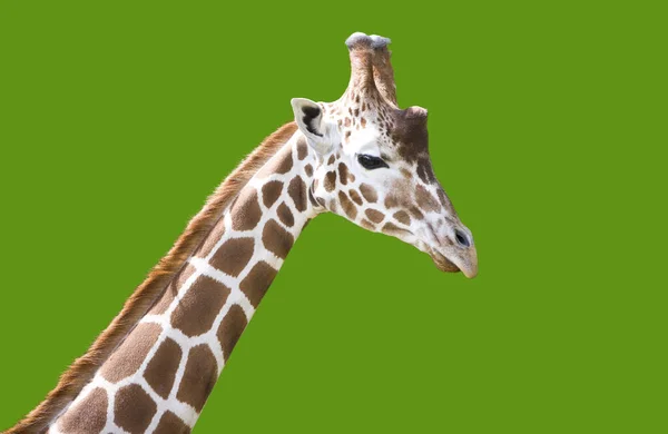 Giraffa Isolata Fondo Verde — Foto Stock