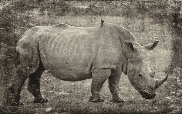 Λευκός Ρινόκερος Τετραγωνισμένος Ρινόκερος Ceratotherium Simum Στο Εθνικό Πάρκο Της — Φωτογραφία Αρχείου