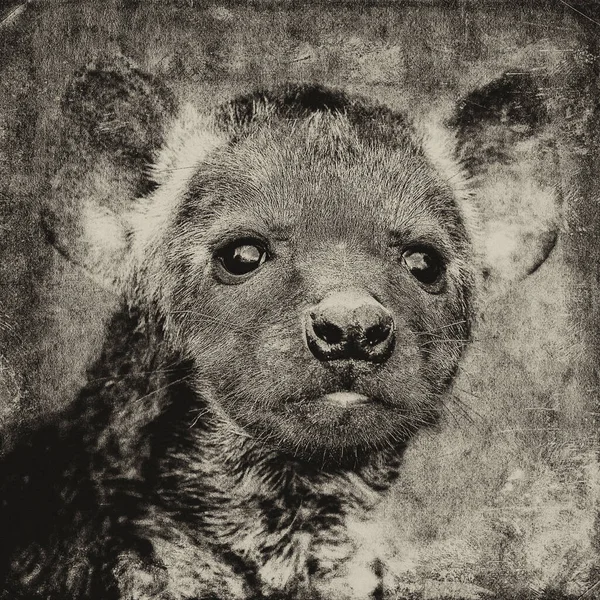 Portrait Ourson Hyena Dans Parc National Kruger Afrique Sud — Photo