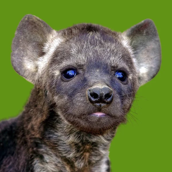Ett Porträtt Hyena Cub Kruger National Park Sydafrika — Stockfoto