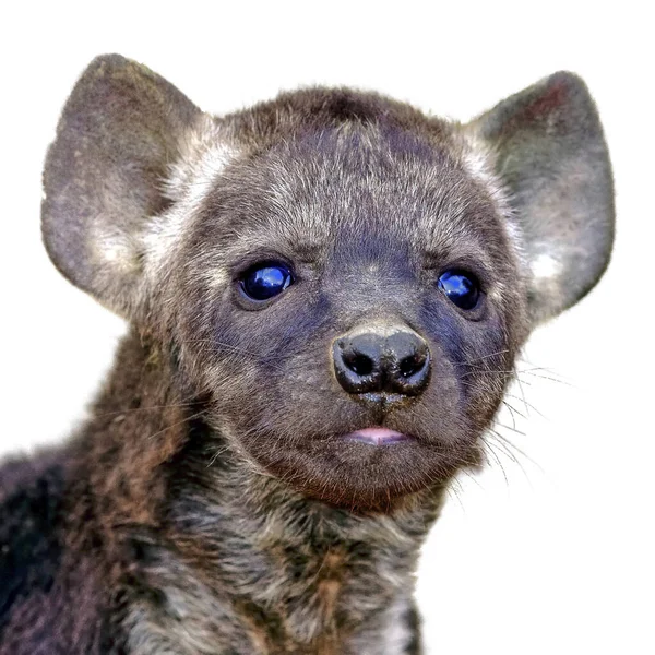 Een Portret Van Hyena Welp Kruger National Park Zuid Afrika — Stockfoto