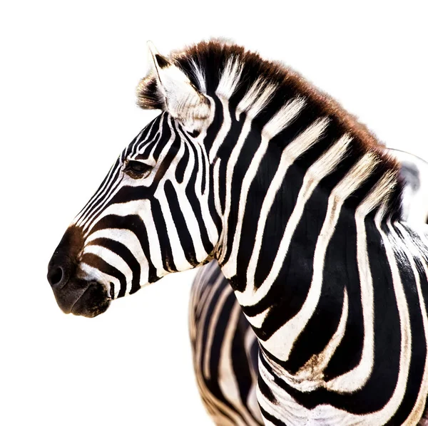 Närbild Bild Zebra Huvud Med Naturlig Bakgrund — Stockfoto