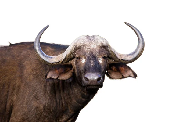 Black Bull Head Isolated White Background — Stock Photo, Image