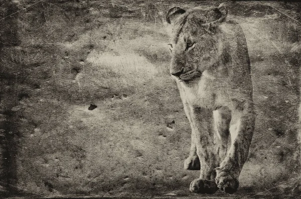 Африканська Левиця Національному Парку Масаї Мара Кенія — стокове фото