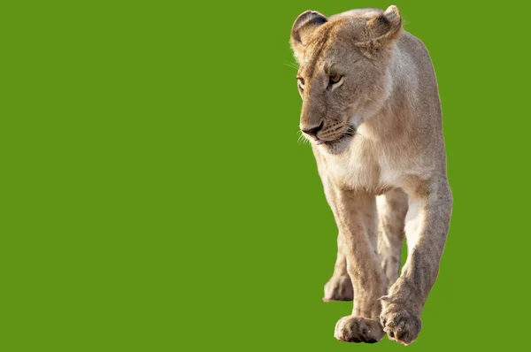 African Lioness Isolated Background — Stock Photo, Image