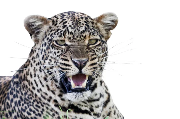 Retrato Belo Leopardo Isolado — Fotografia de Stock