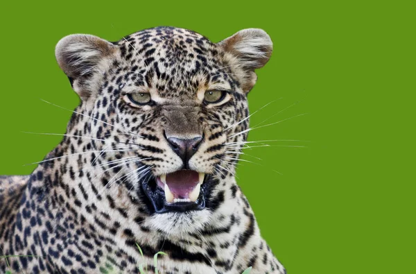 Porträt Eines Schönen Leoparden Isoliert — Stockfoto