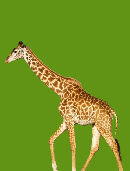 Girafe Isolée Sur Fond Vert — Photo