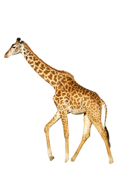 Giraffa Isolata Sfondo Bianco — Foto Stock