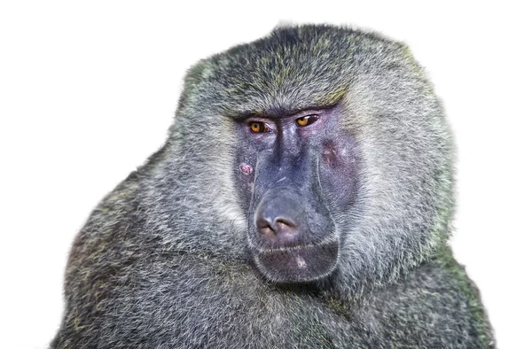 Retrato Babuíno Parque Nacional Serengeti Tanzânia — Fotografia de Stock