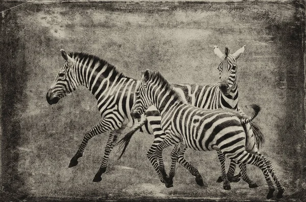 Illustrazione Disegnata Mano Una Zebra Con Sfondo Bianco Nero — Foto Stock