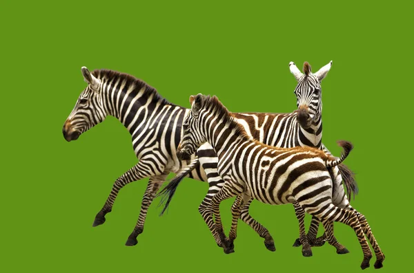zebra illustration, animal, zoo, fauna, wildlife, mammal, giraffe, black, white, green